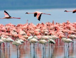 5 Fakta Menarik Danau Urmia, Danau Terbesar Timur Tengah