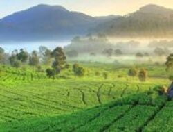 Rekomendasi Wisata Bukit di Majalengka untuk Relaks Akhir Pekan