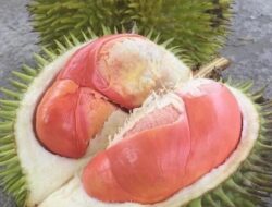 10 Durian Khas Indonesia yang Wajib Dicoba, Mulai dari Sidikalang hingga Banyumas