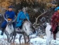 Kisah Penggembala Rusa Kutub yang Suci di Taiga Mongolia Utara