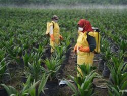 BWPT Luncurkan Bisnis Baru! Siapkan Anggaran Rp 1,6 Triliun untuk Harga CPO Premium Eropa