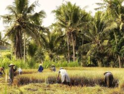 Serangan Tikus Hancurkan Dua Musim Tanam Padi di Ngawi