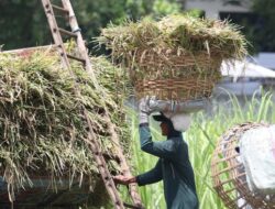Produksi Padi Aluhaluh Banjar Turun Lebih dari Setengah Akibat Cuaca dan Tikus