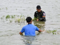 Ketahanan Pangan Majalengka: Kisah Lanud Sugiri Sukani Mengolah Kolam dan Lahan Kosong