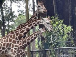 Revitalisasi Kebun Binatang Ragunan, DPRD Minta Tiket Tetap Murah