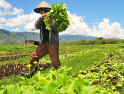 Petani Manggarai Barat Sembuh dari Penyakit Jantung Berkat JKN
