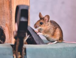 13 Aroma Ampuh Usir Tikus Selamanya