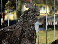 5 Fakta Menarik Ayam Cemani, Burung Hitam Mistis yang Langka