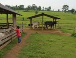 5 Wisata Keluarga 2025 dengan Peternakan dan Edukasi Hewan, Seru dan Menyenangkan!