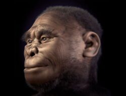 Homo Floresiensis, Hobbit yang Nyata di Pulau Flores