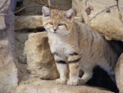 5 Kucing di Lingkungan Ekstrem, Gurun dan Salju