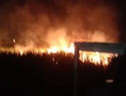 Kebakaran Lahan Tebu Gegerkan Warga di Sooko Mojokerto