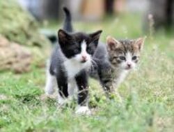Percaya atau Tidak, 7 Hewan Peliharaan Ini Bawa Rezeki! Kamu Punya?