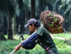 Industri Sawit Khawatir Denda Rp 25 Juta per Hektare Tahunan untuk Lahan Melanggar