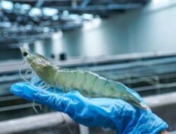 Udang Indonesia Kembali Masuk Pasar AS Setelah Lulus Uji Radioaktif