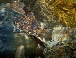 6 Hewan Laut Beracun yang Harus Dihindari!