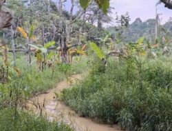 Lumpur Abu-abu Mengancam Tanaman Petani di Samarinda