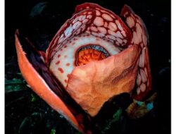 Fakta-Fakta Rafflesia Hasseltii di Sumatera: Sangat Langka, Peneliti Terharu