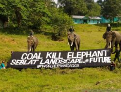 Cara Deforestasi Bengkulu Ancam Kelangsungan Hidup Gajah Sumatera