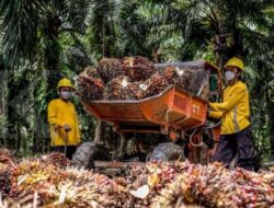 Astra Agro Lestari (AALI) Buka Rahasia Strategi Perkuat Kompetisi Sawit Nasional