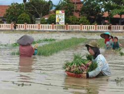 Ratusan Hektare Tanaman Bawang Merah di Brebes Terendam Banjir, Petani Pilih Panen Dini