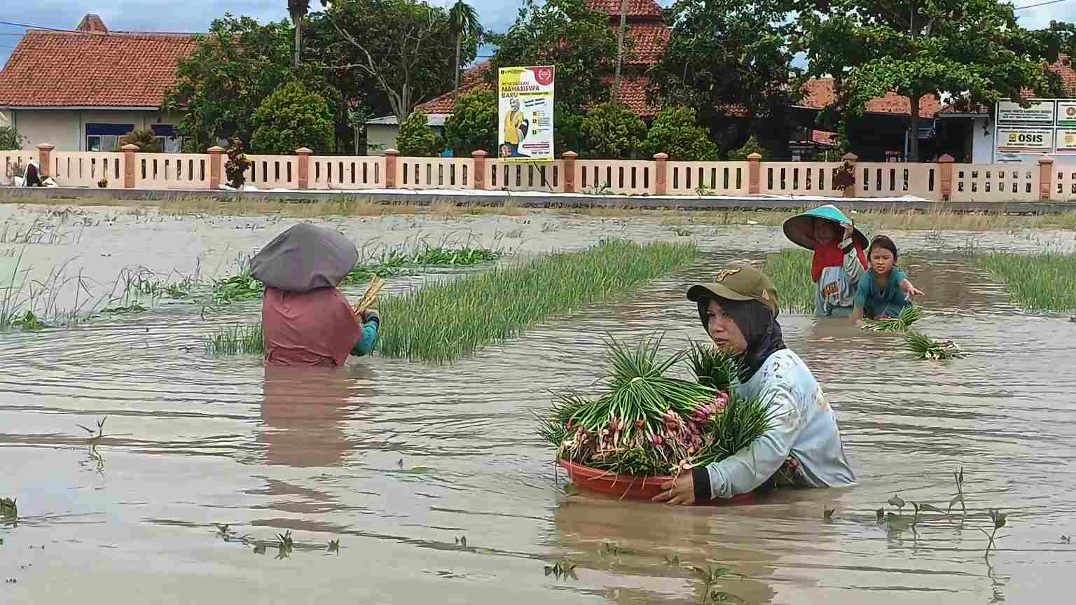 Bawang Merah Terendam Banjir