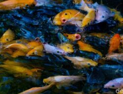 Kisah Ketua RT yang Bangun Kolam Ikan di Atas Selokan, Warga Bisa Ambil Gratis