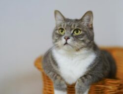 Mengapa Kucing Tidak Boleh Makan Cokelat? Ini Jawabannya!