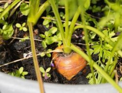 8 Tanaman Sayur Terbaik untuk Ditanam di Rumah