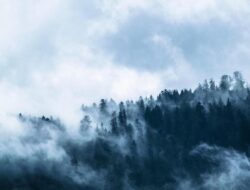 5 Fakta Menarik Ular Pipa Hitam, Makhluk Misterius Sulawesi yang Indah