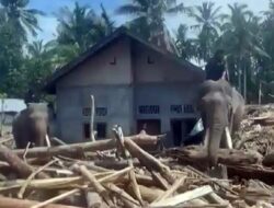 Foto Gajah Bersihkan Sisa Banjir Aceh, Haru Saat Belalainya Angkat Kayu