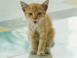 Mengapa Kucing Mendekati Kita Menurut Islam? Arti Baiknya