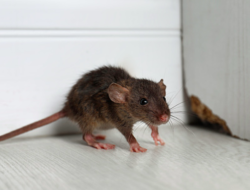 6 cara mengusir tikus dari kamar tanpa racun