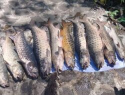 Apa Itu Ikan Dewa yang Mati Massal di Balong Girang? Mitos Ikan Keramat