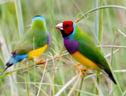 5 Fakta Menarik Gouldian Finch, Burung Berwarna Pelangi