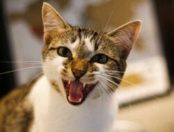 7 Hal yang Paling Tidak Disukai Kucing, Jangan Diabaikan