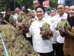 Titiek Soeharto Tinjau Industri Bawang Merah Brebes, Dorong Ekspor dan Penguatan Fasilitas Petani