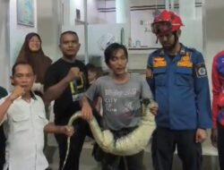 Biawak Nyelonong di Kantor Dinperwaskim Brebes Bikin Panik Pegawai