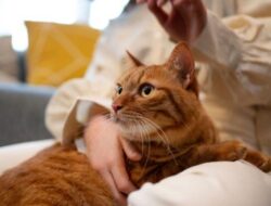 7 Cara Mengatasi Rasa Takut Kucing dengan Pendekatan Positif