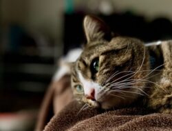 Apakah Kucing Bisa Menangis?