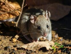 5 Tanda Tikus Tersembunyi di Rumah dan Cara Mengusirnya