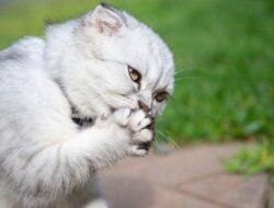 6 Alasan Kucing Bersihkan Tubuhnya Sendiri