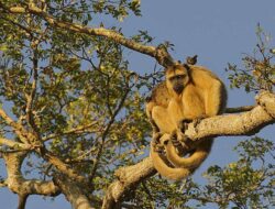 5 Fakta Menarik Monyet Howler, Raja Rebah dengan Suara Menggelegar