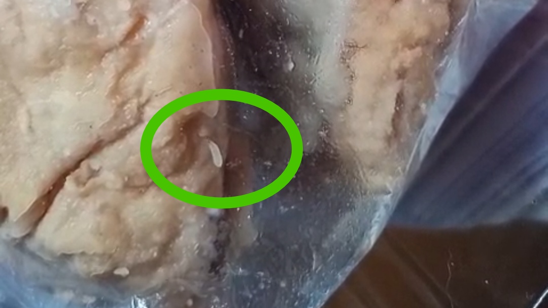 Menu MBG Berbelatung