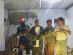 Menjelang Buka Puasa, Damkar Brebes Tangkap Biawak 3 Meter di Plafon Rumah Warga