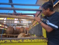 Karyawan Peternakan di Brebes Nekat Curi 4 Ekor Sapi Milik Majikan, Dijual Rp 121 Juta