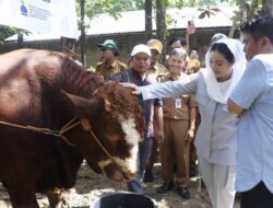 Rambo 1,2 Ton, Sapi Kurban Presiden untuk Warga Terdampak Banjir di Cisadap Buara Brebes