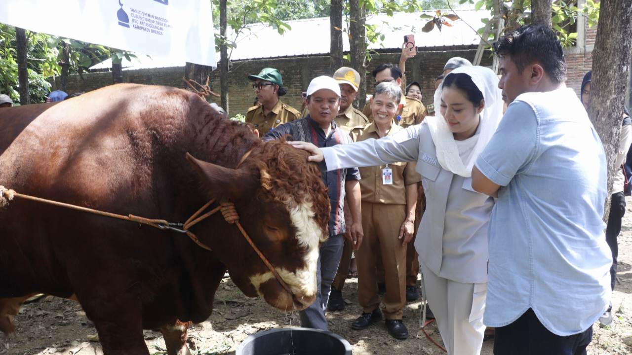 Sapi Presiden