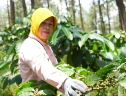 Perhutani Tingkatkan Bisnis Kopi Berkelanjutan, Libatkan Ribuan Petani