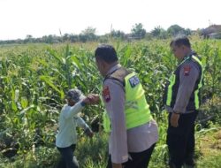 Polsek Kersana Pantau Pertumbuhan Jagung di Kemukten, Wujud Dukungan Ketahanan Pangan Nasional